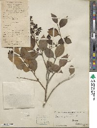 Ligustrum japonicum image