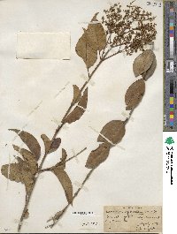 Ligustrum japonicum image