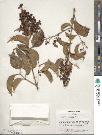 Ligustrum japonicum image