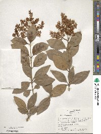 Ligustrum japonicum image