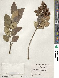 Ligustrum japonicum image