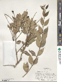 Ligustrum japonicum image