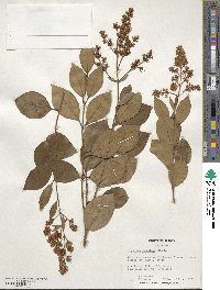 Ligustrum japonicum image