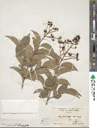 Ligustrum japonicum image