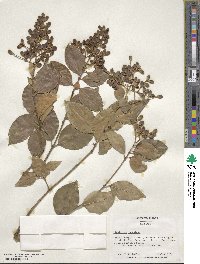 Ligustrum japonicum image