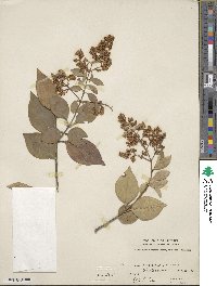 Ligustrum japonicum image