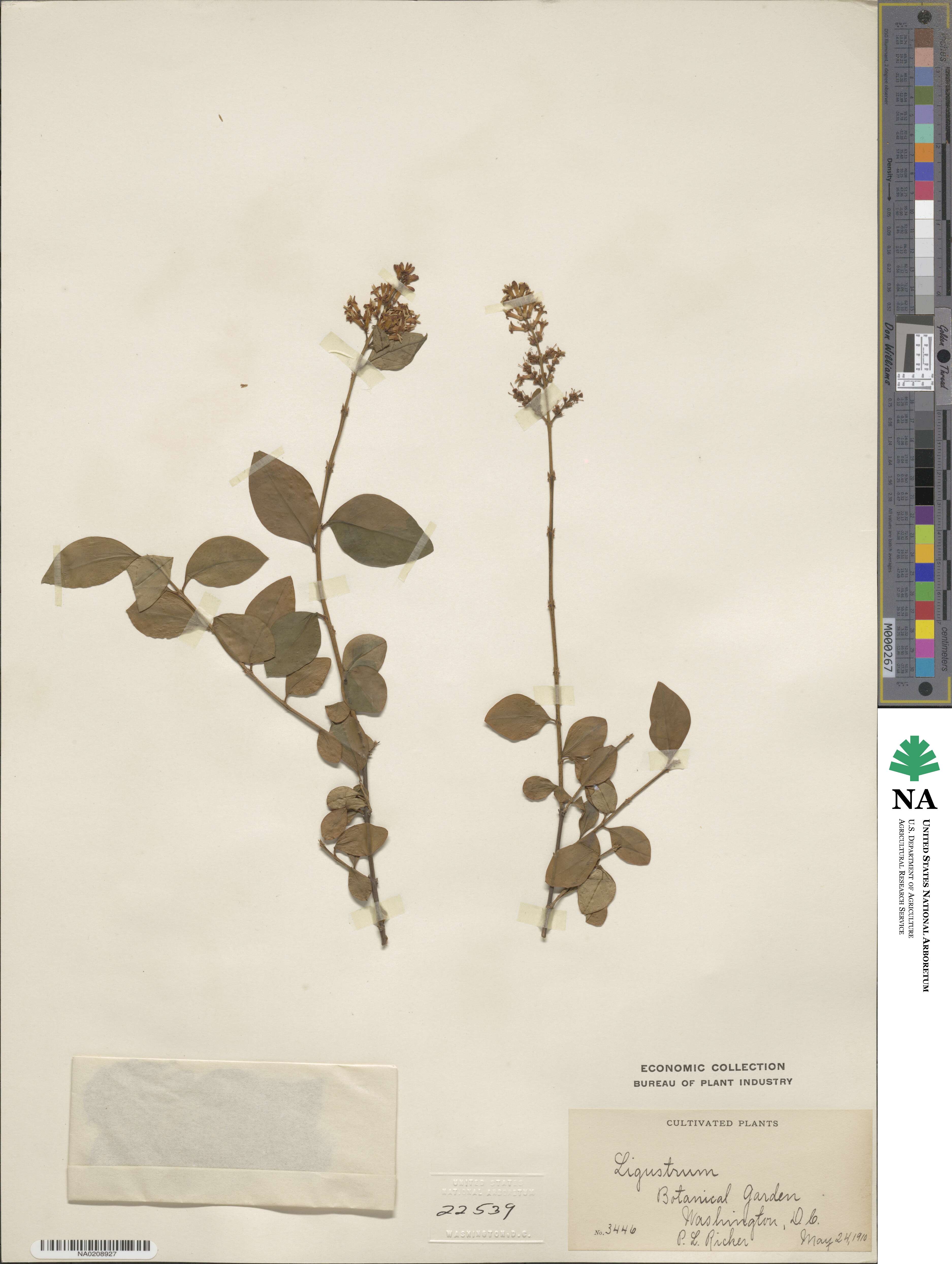 Ligustrum japonicum image
