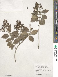 Ligustrum japonicum image