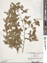 Ligustrum japonicum image