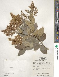 Ligustrum japonicum image