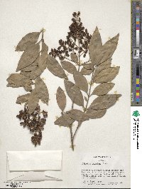 Ligustrum japonicum image