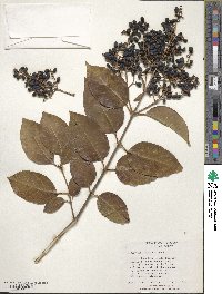 Ligustrum japonicum image