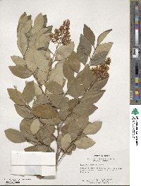 Ligustrum japonicum image