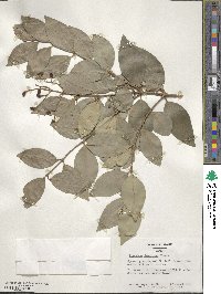 Ligustrum japonicum image