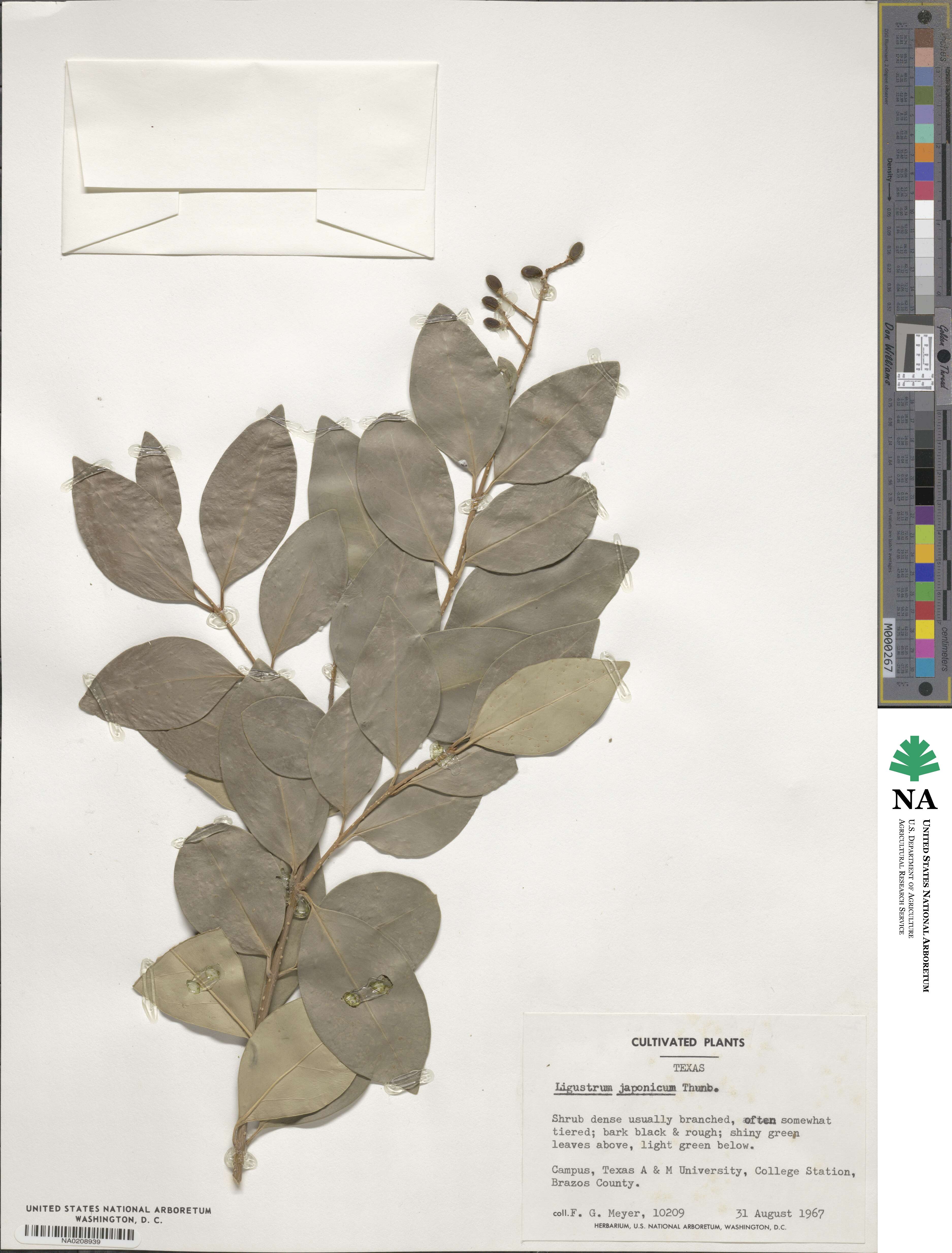 Ligustrum japonicum image