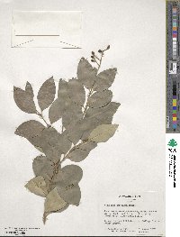 Ligustrum japonicum image