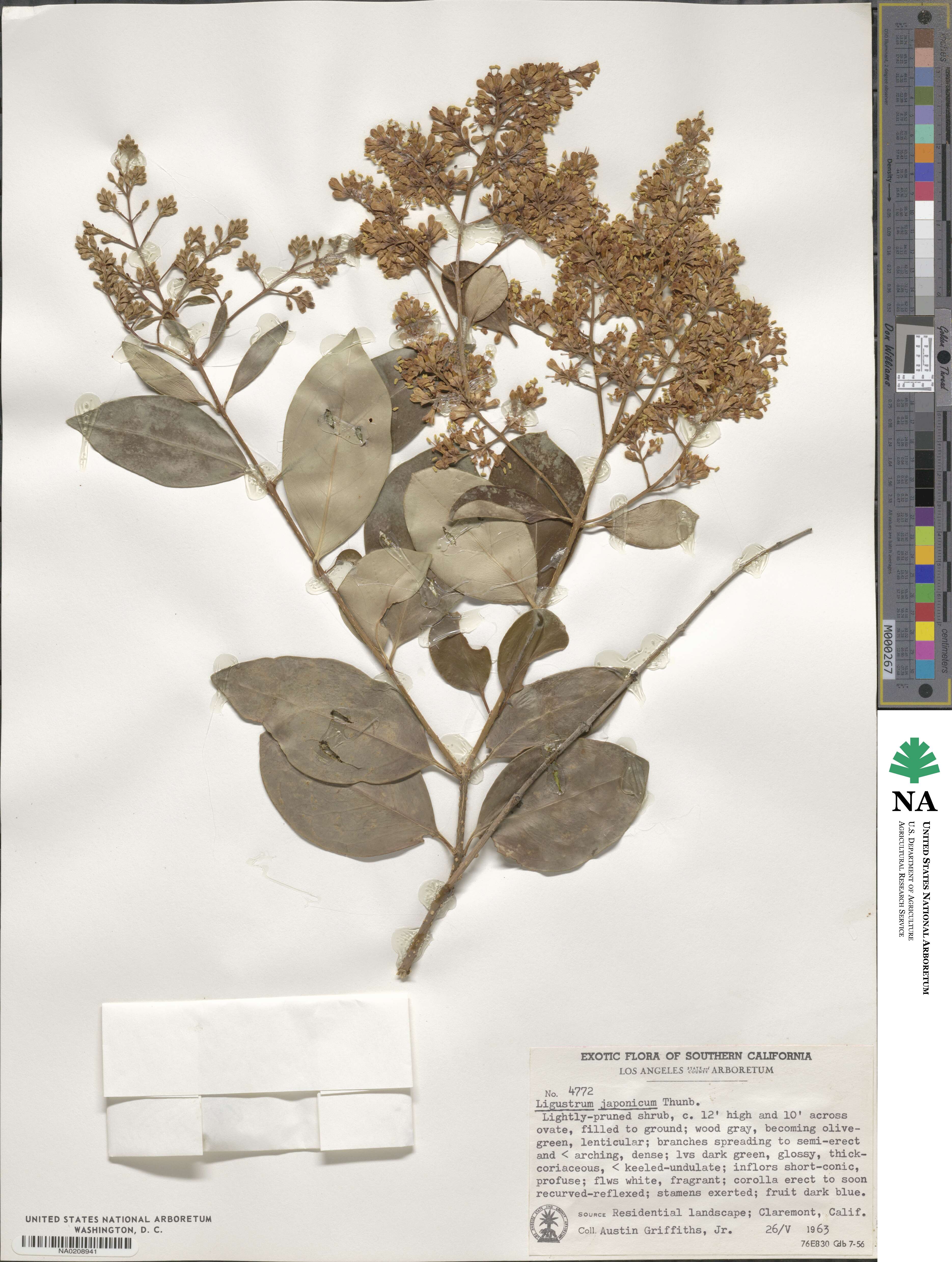 Ligustrum image