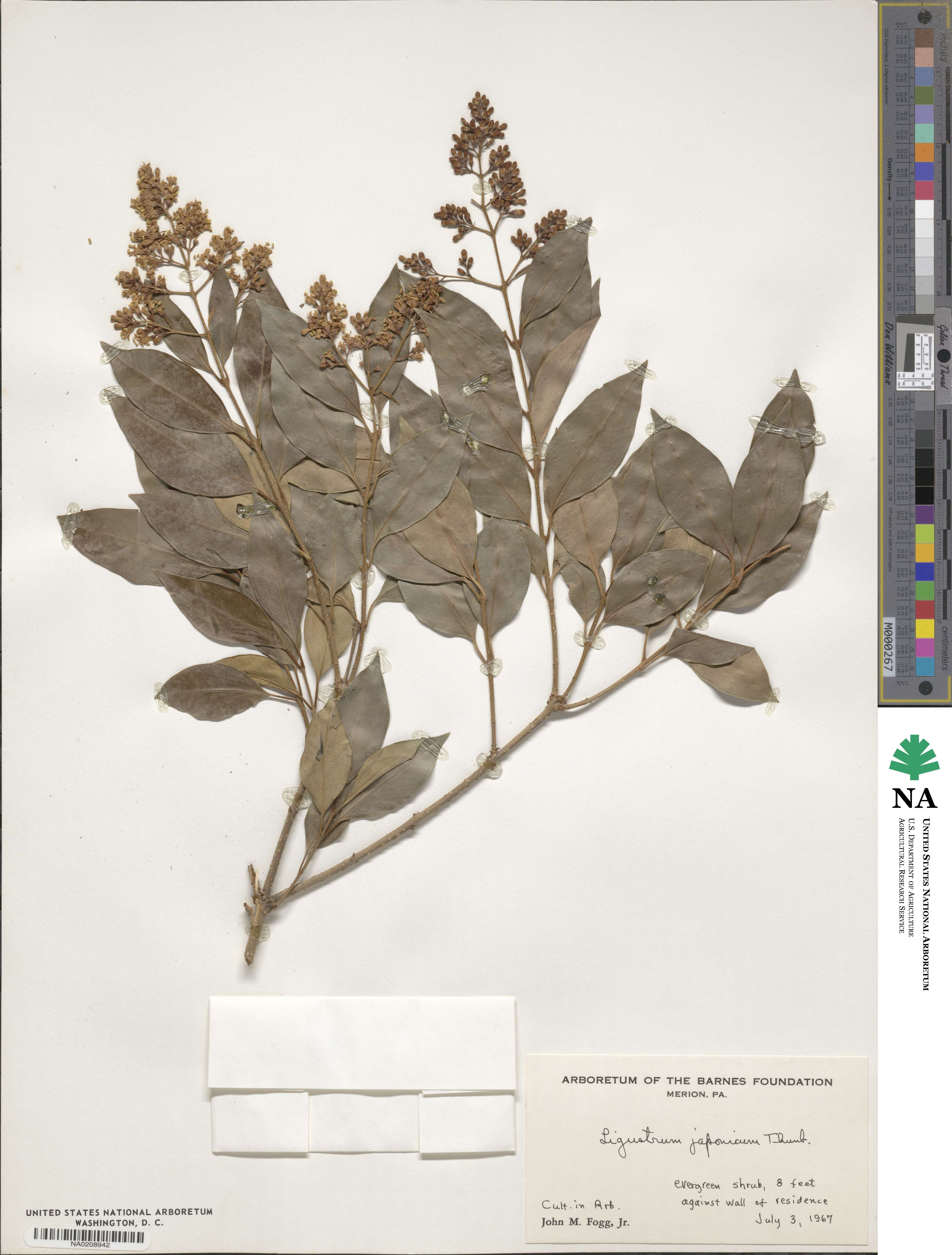 Ligustrum japonicum image