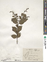 Ligustrum japonicum image