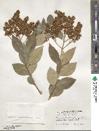 Ligustrum japonicum image