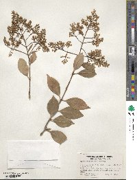 Ligustrum japonicum image