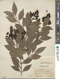 Ligustrum japonicum image