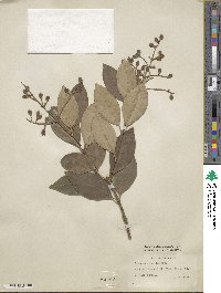 Ligustrum japonicum image