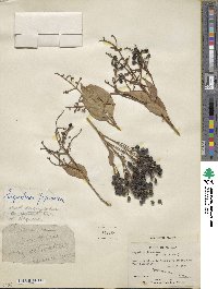 Ligustrum japonicum image