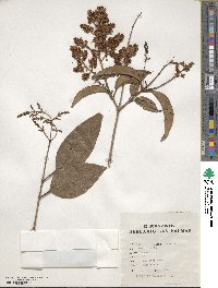 Ligustrum japonicum image