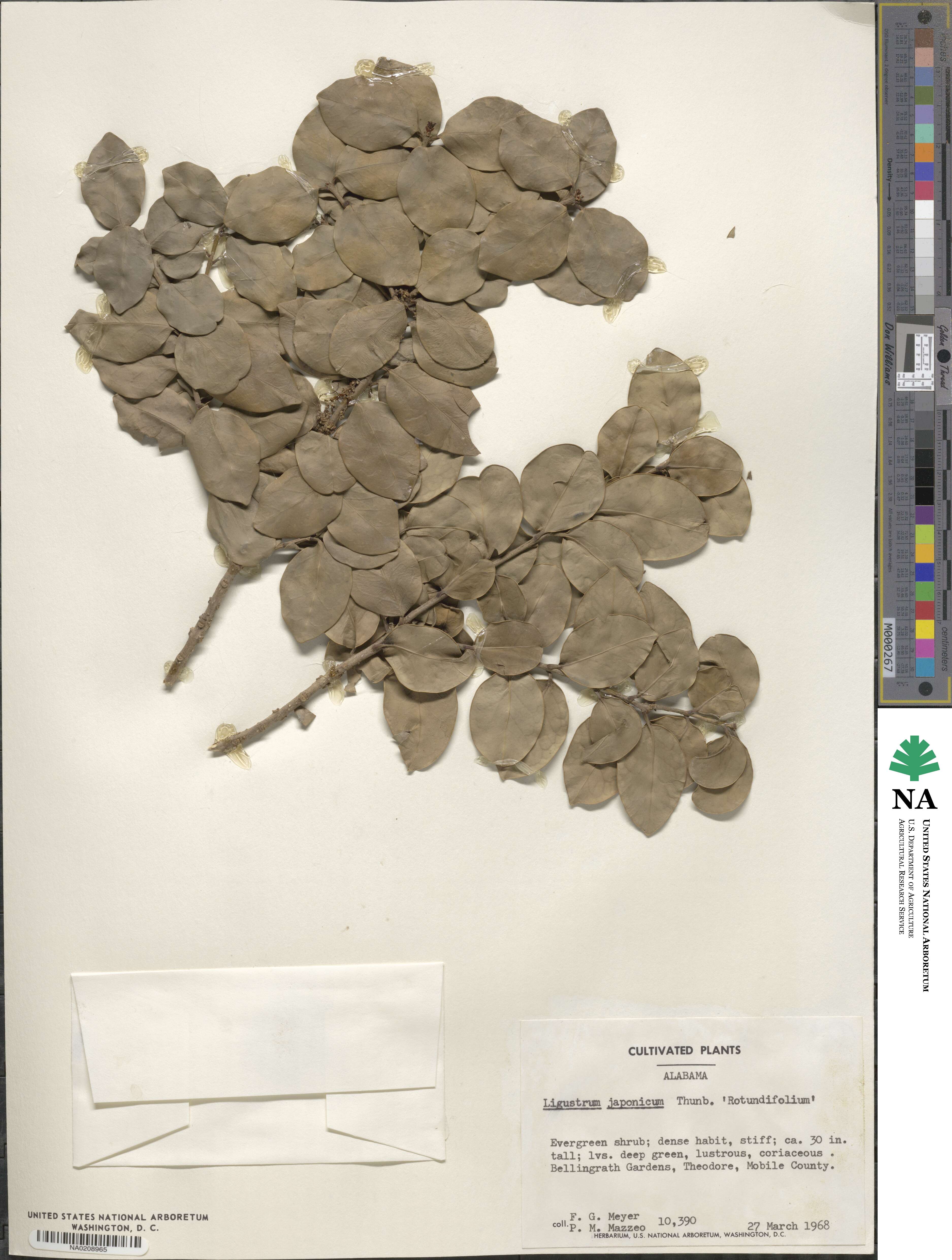Ligustrum japonicum image