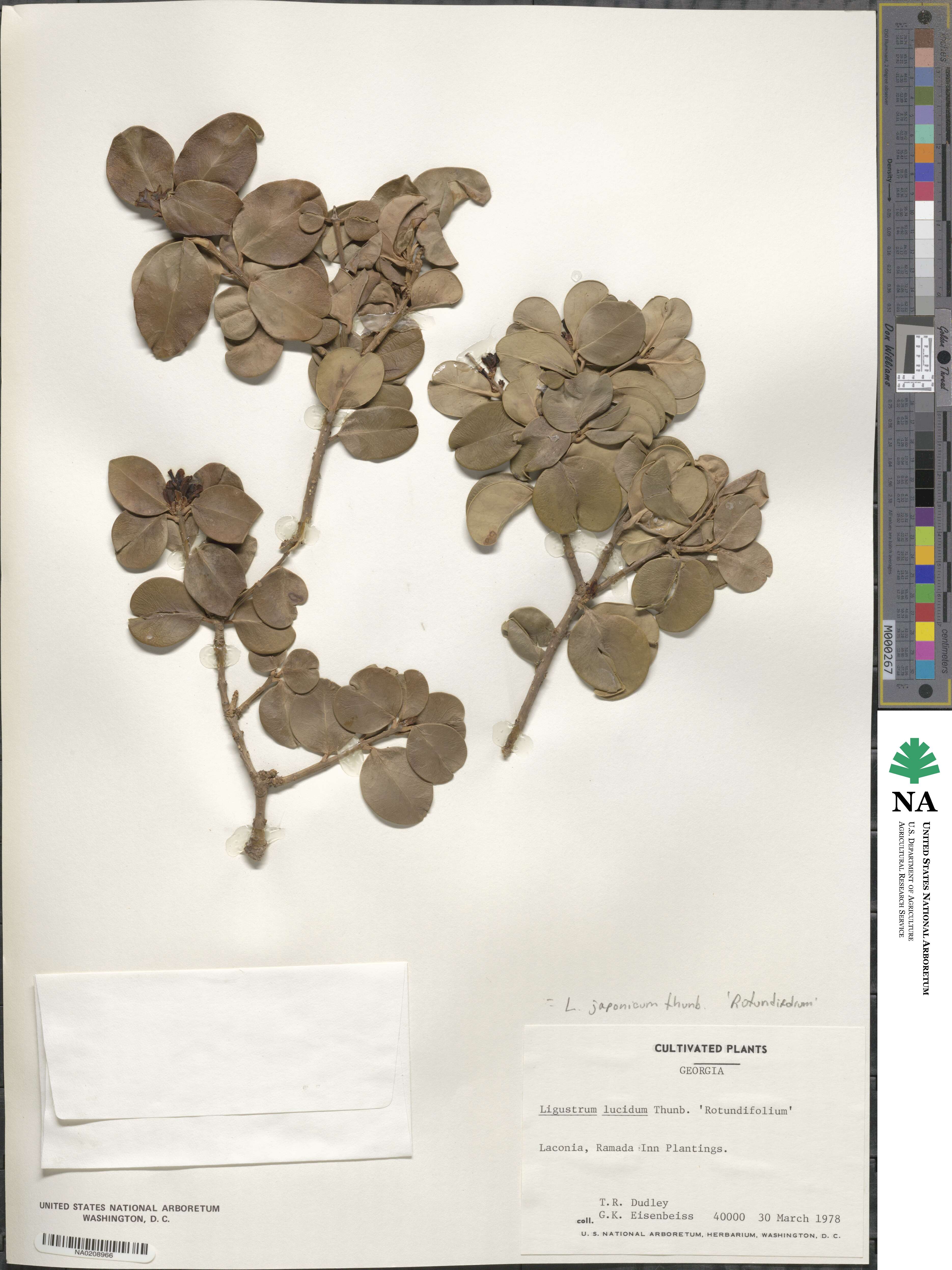 Ligustrum japonicum image