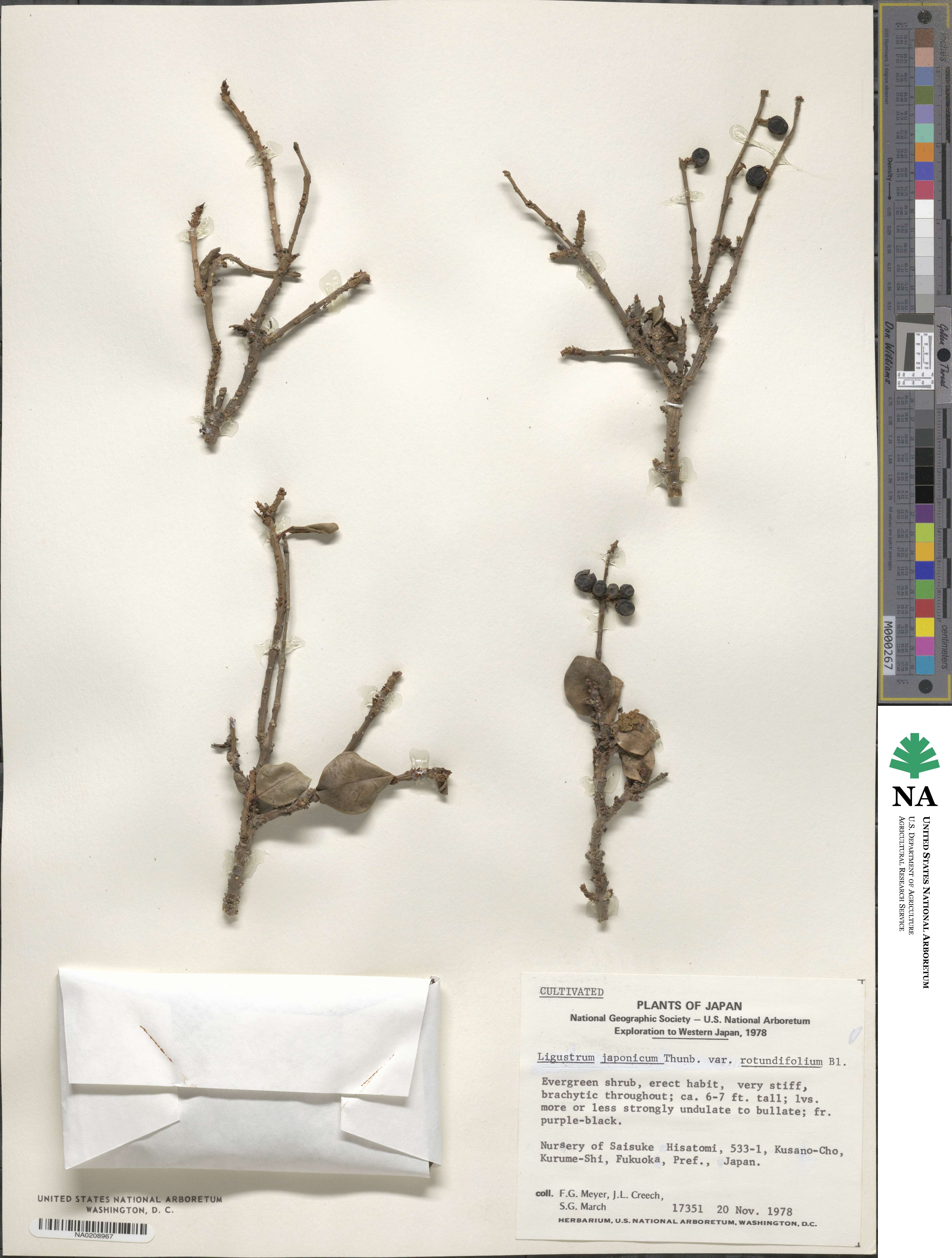 Ligustrum japonicum image
