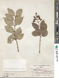 Ligustrum japonicum image