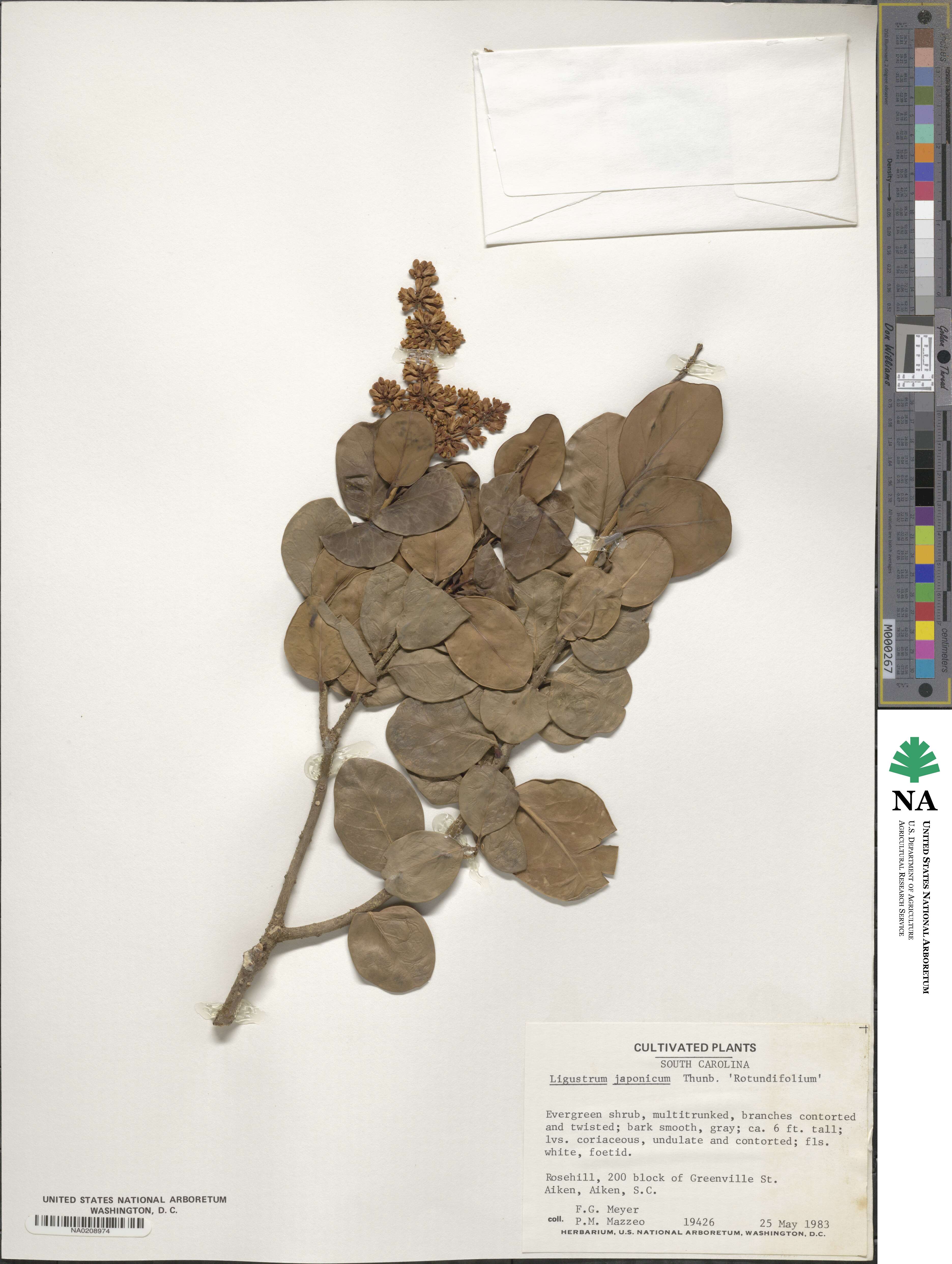 Ligustrum japonicum image