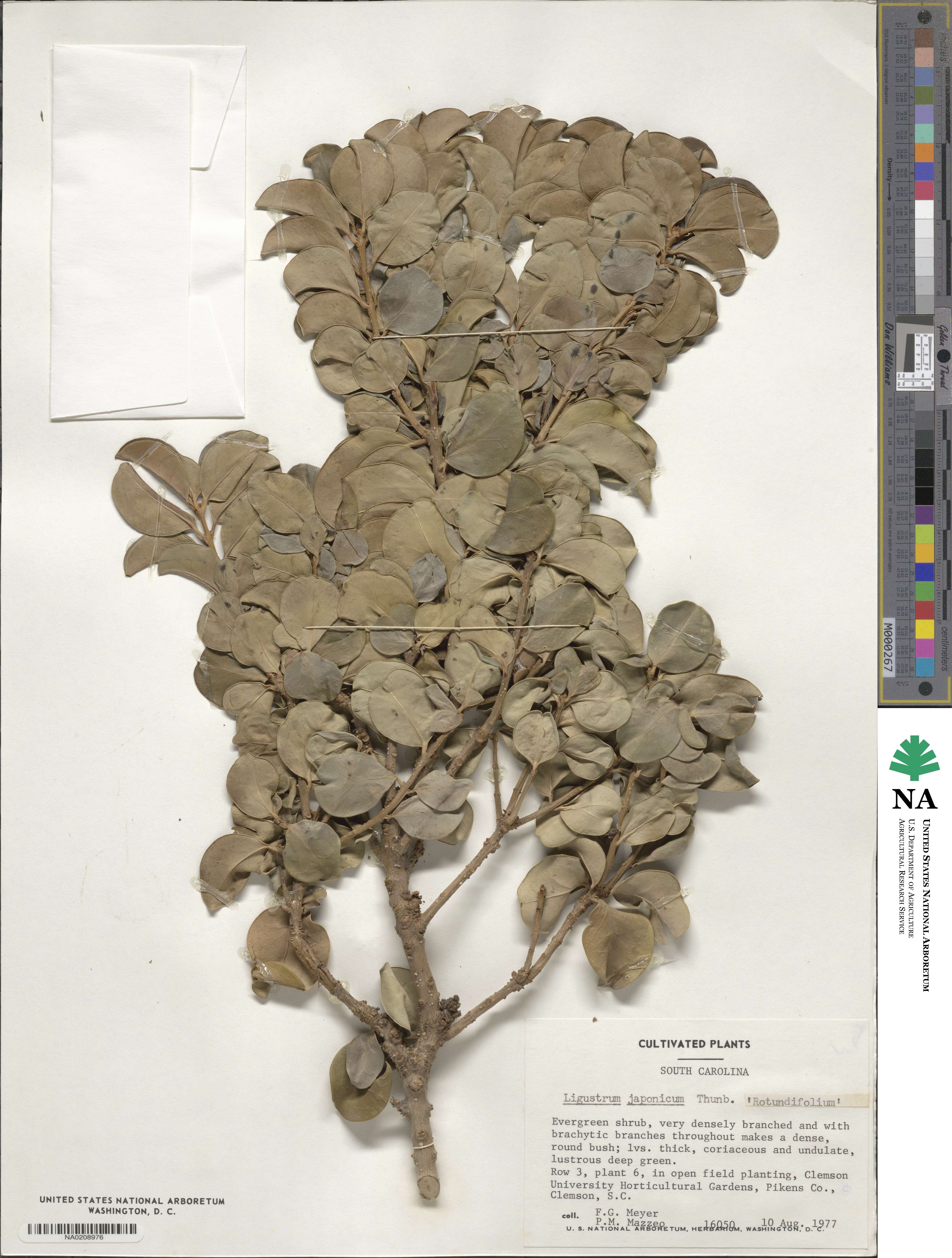 Ligustrum japonicum image