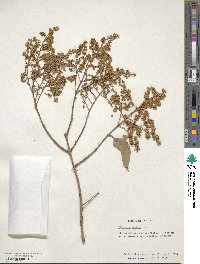 Ligustrum lucidum image