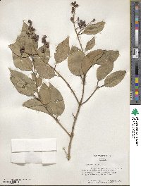 Ligustrum lucidum image