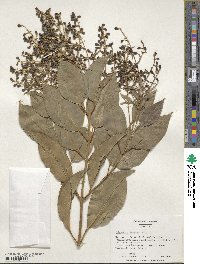 Ligustrum lucidum image