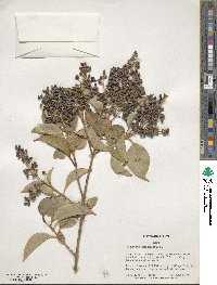 Ligustrum lucidum image