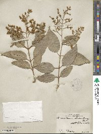 Ligustrum lucidum image