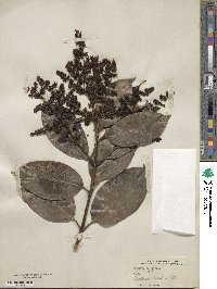 Ligustrum lucidum image