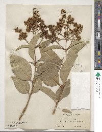 Ligustrum lucidum image