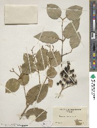 Ligustrum lucidum image