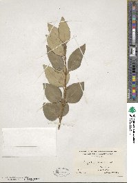 Ligustrum lucidum image