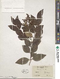 Ligustrum lucidum image