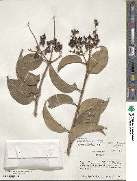 Ligustrum lucidum image