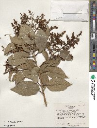 Ligustrum lucidum image