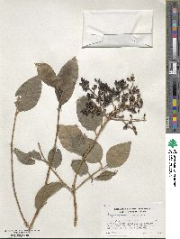 Ligustrum lucidum image