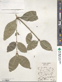 Ligustrum lucidum image