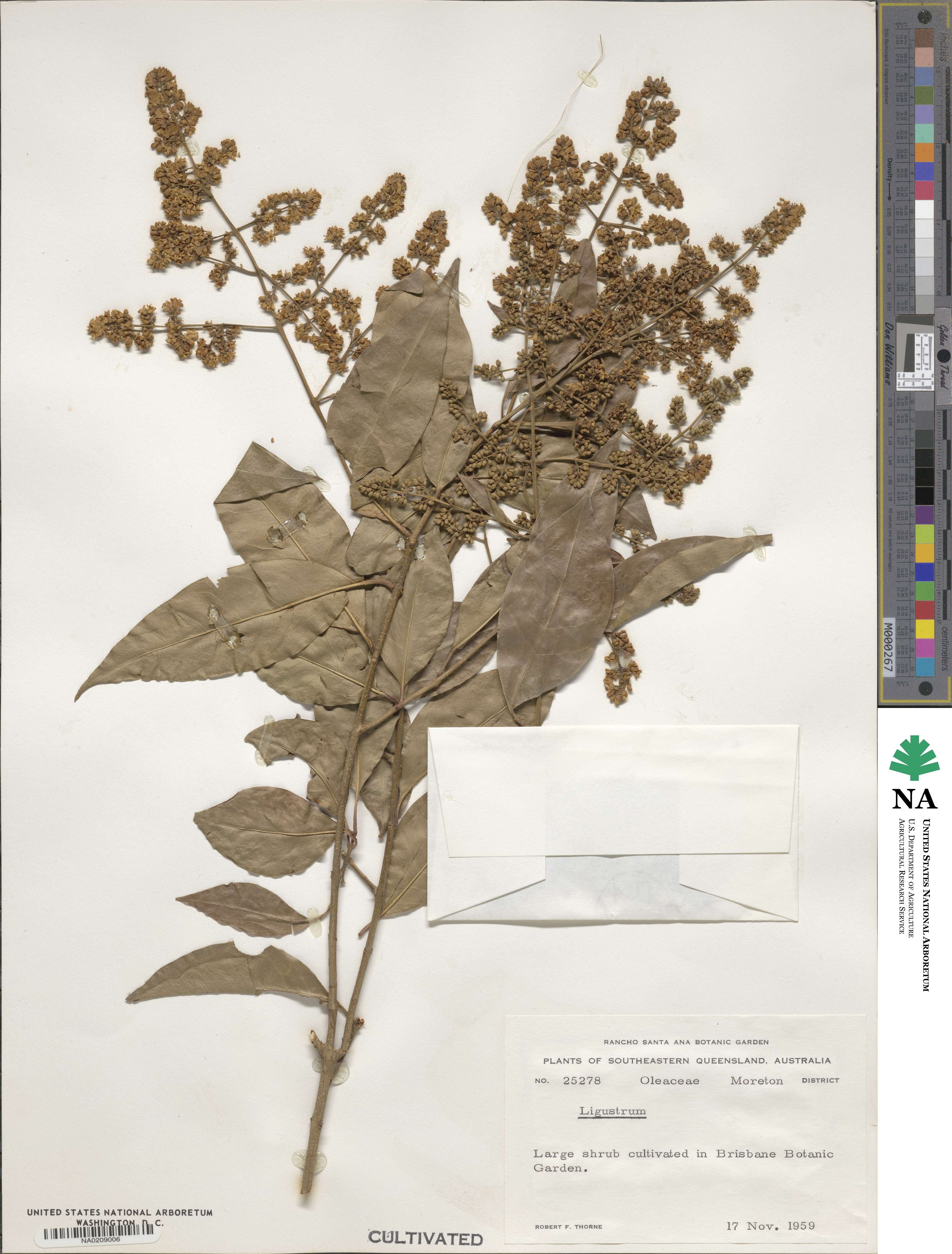 Ligustrum lucidum image
